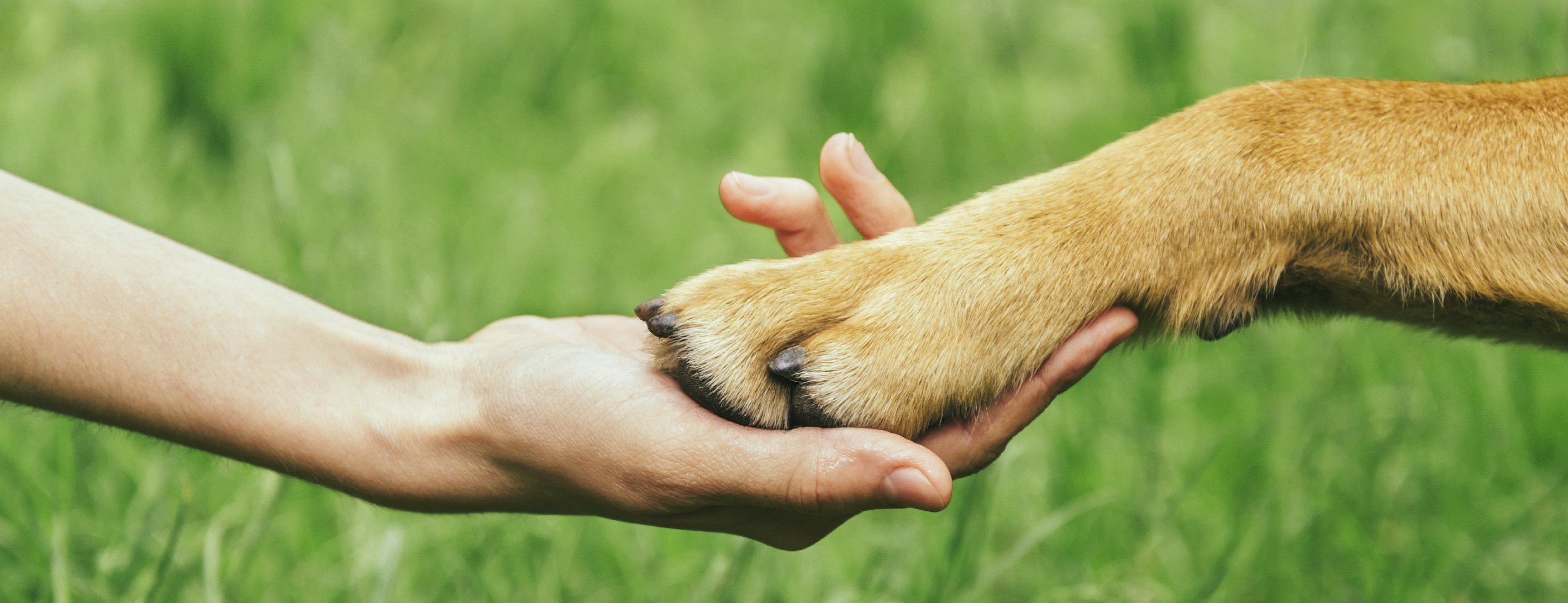 Хвосты помогают животным. Лапа собаки. Рука и лапа. Рука и лапа собаки. Человек с собакой на руках.