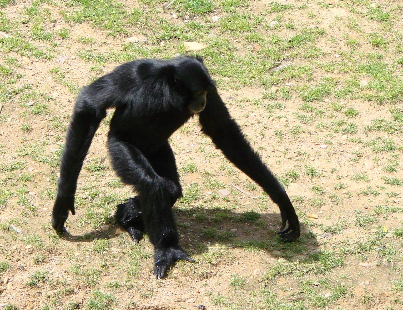 Шимпанзе конечности. Гиббон горилла. Гиббон сиаманг. Чернорукий Гиббон. Гиббон горилла и шимпанзе.