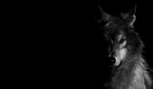 Черные фоны с волками