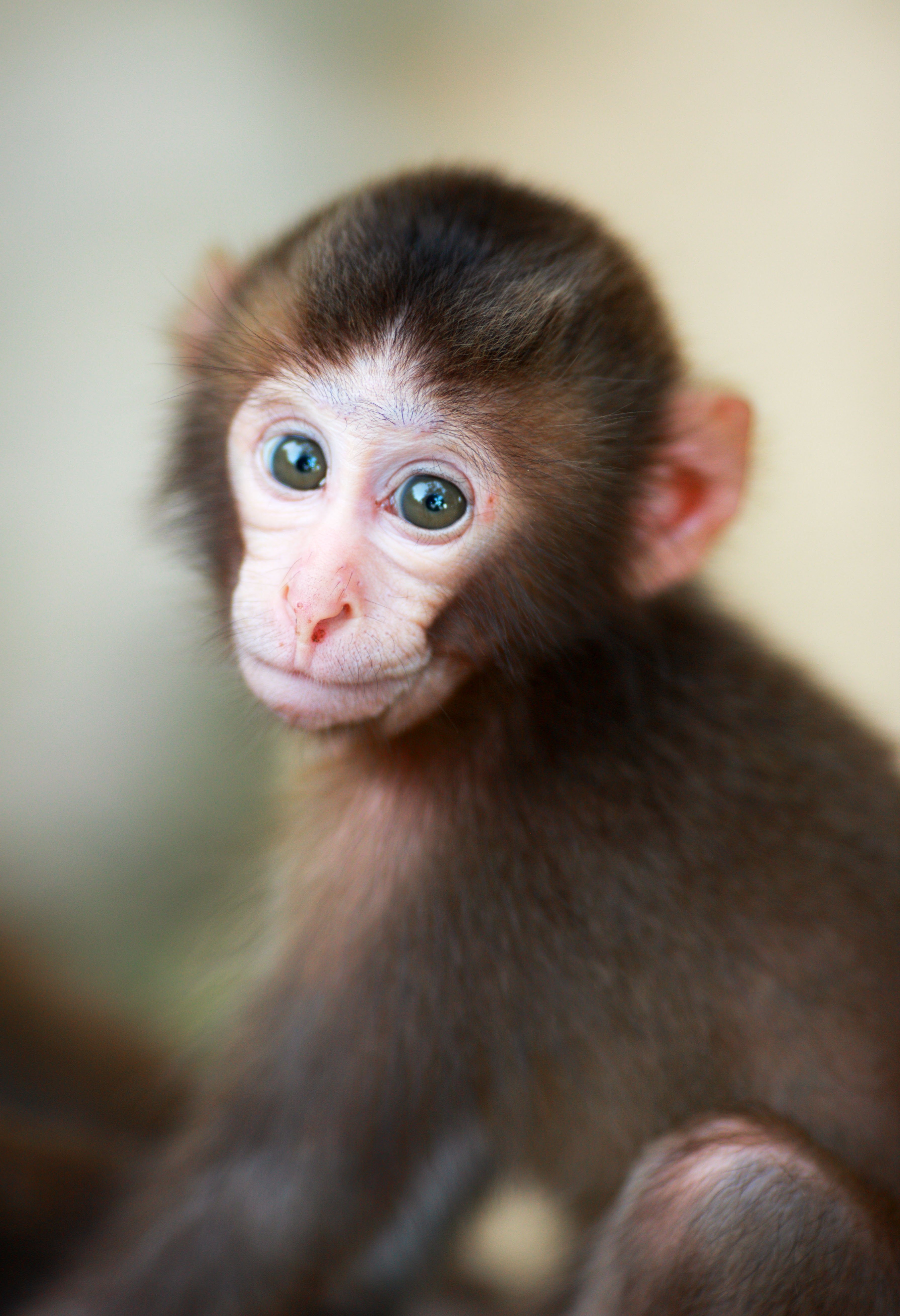 Маленькая обезьянка капуцин. Обезьяна породы капуцин. Резус обезьяна малыш. Маленькие обезьянки породы капуцин.