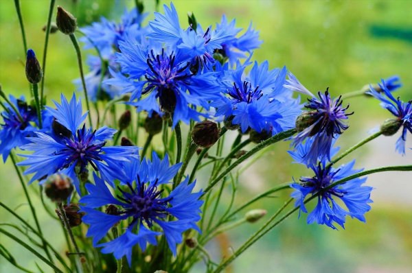 Синий полевой цветок