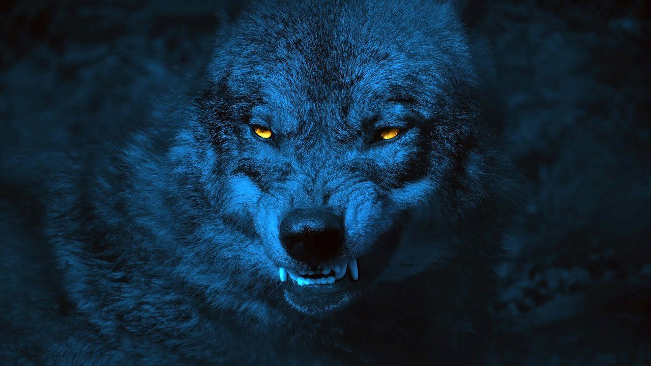 Волк светятся глаза. Глаза волка в темноте. Глаза волка в ночи. Глаз волка. Светящиеся глаза волка.