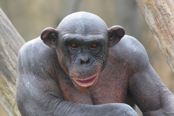 Лысые шимпанзе