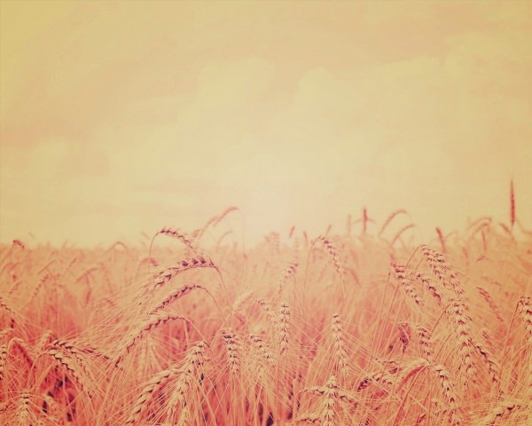 Фон пшеничное поле