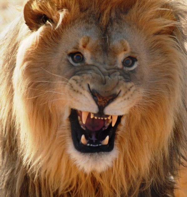 Лев в ярости