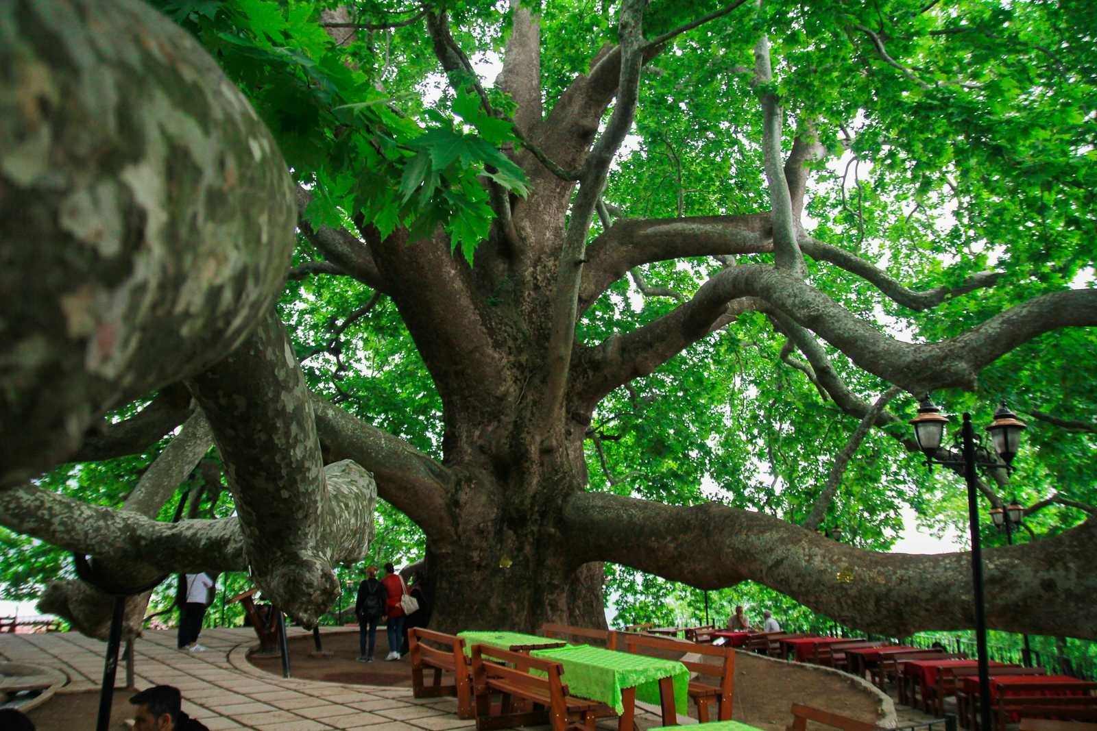 Деревья на которых можно сидеть. Платан Чинара дерево. Дерево Платан в Турции. Платан Восточный Чинара. Платан Абхазия дерево.