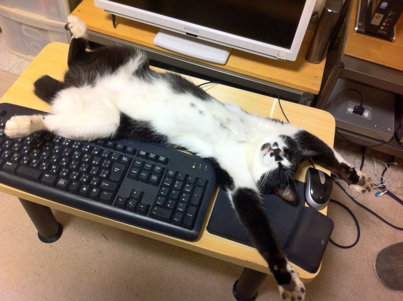 Котик с компьютером