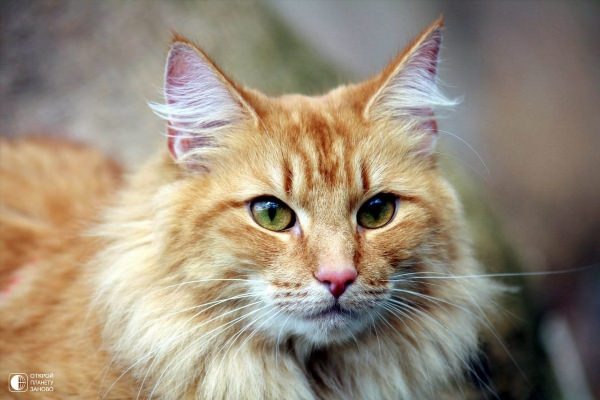 Норвежская лесная кошка рыжая