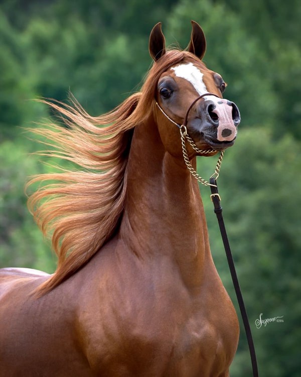 Красивые арабские лошади