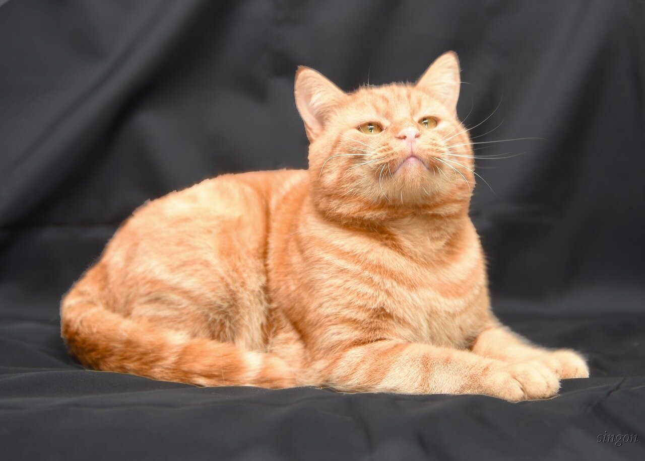 Рыжие породы кошек с фотографиями. Анатолийская короткошерстная кошка рыжая. Рыжий гладкошерстный кот. Анатолийский кот рыжий короткошерстный. Рыжие кошки породы гладкошерстные.