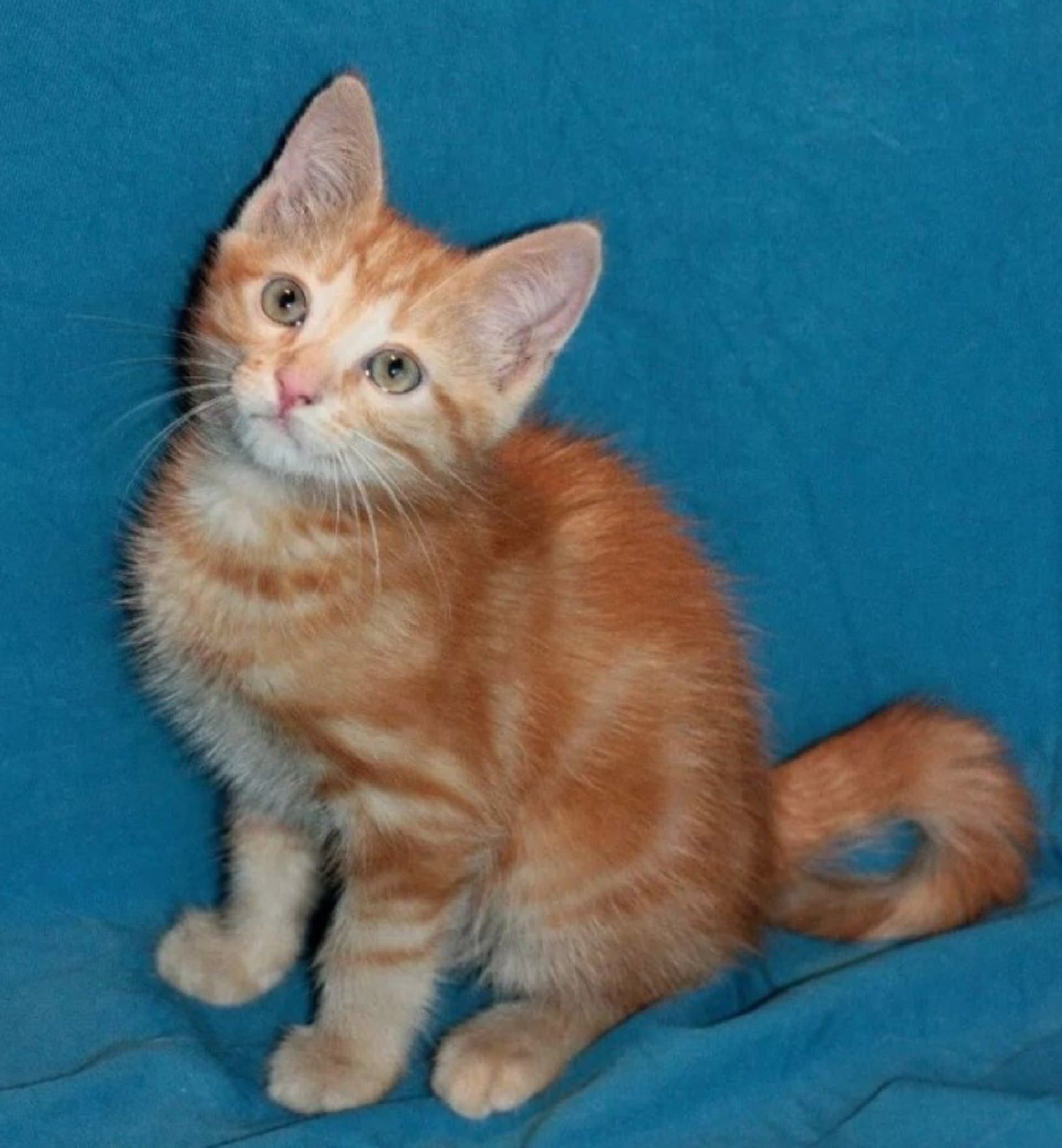 Рыжие породы кошек с фотографиями и названиями гладкошерстные