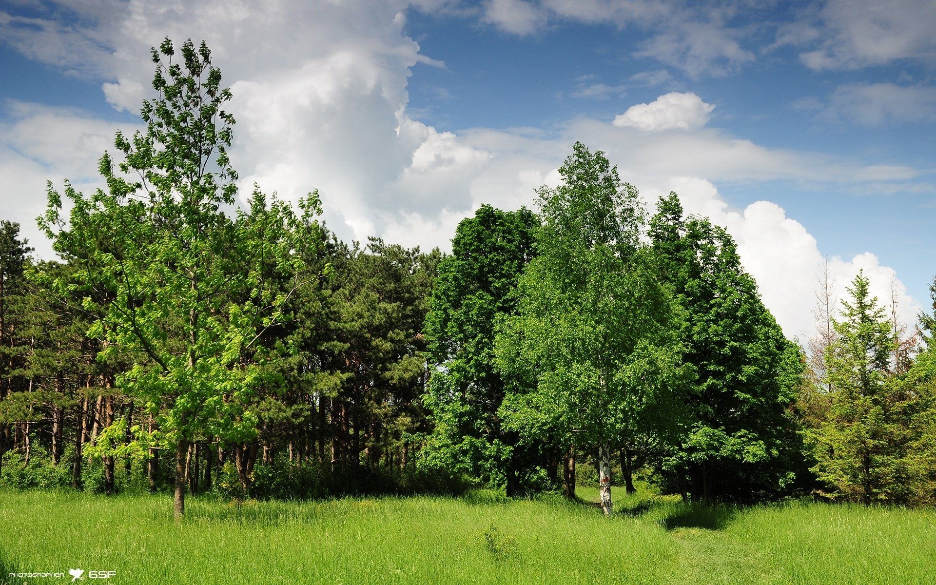 Панорама для 3д Макс лес. Панорама деревья. Дерево на опушке. Опушка лиственного леса. Nature max