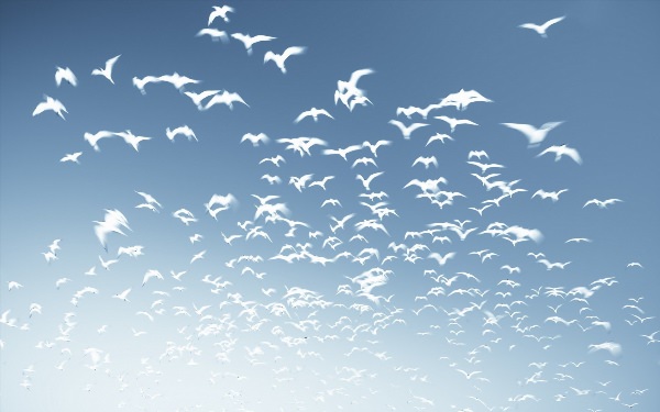Фоны с птицами в небе