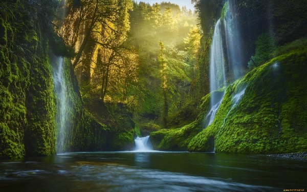 Лес с водопадом