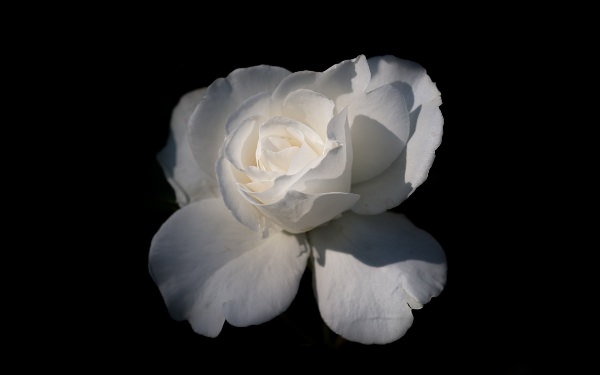 Белая роза на черном фоне