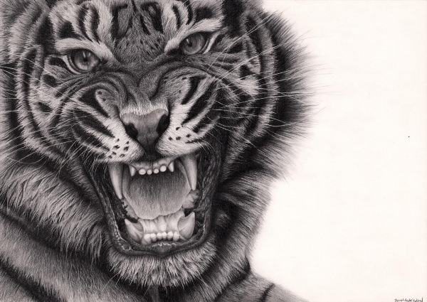 Тигр оскал рисунок