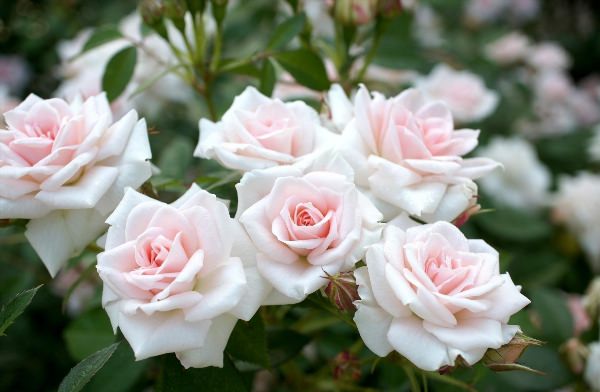 Садовые белые розы