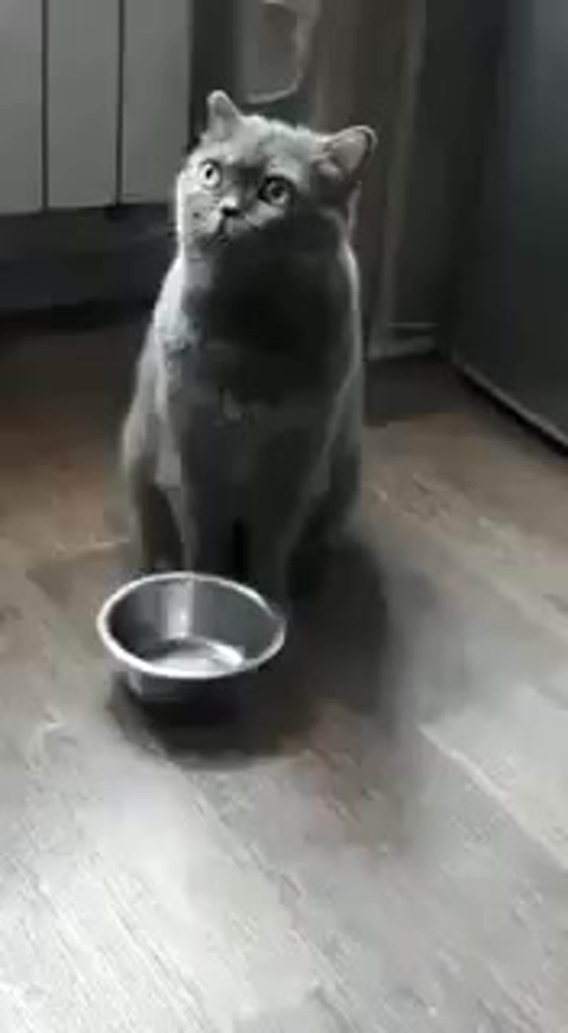 Кошка просит еду. Миска для кота. Кот с пустой миской. Котик просит. Кот просит еду.