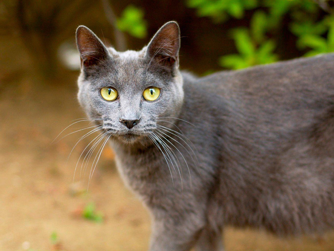 Картинки серых кошек. Серая кошка порода Корат. Сибирский голубая кошка короткошерстная. Картезианская кошка шартрез. Корат порода кошек.