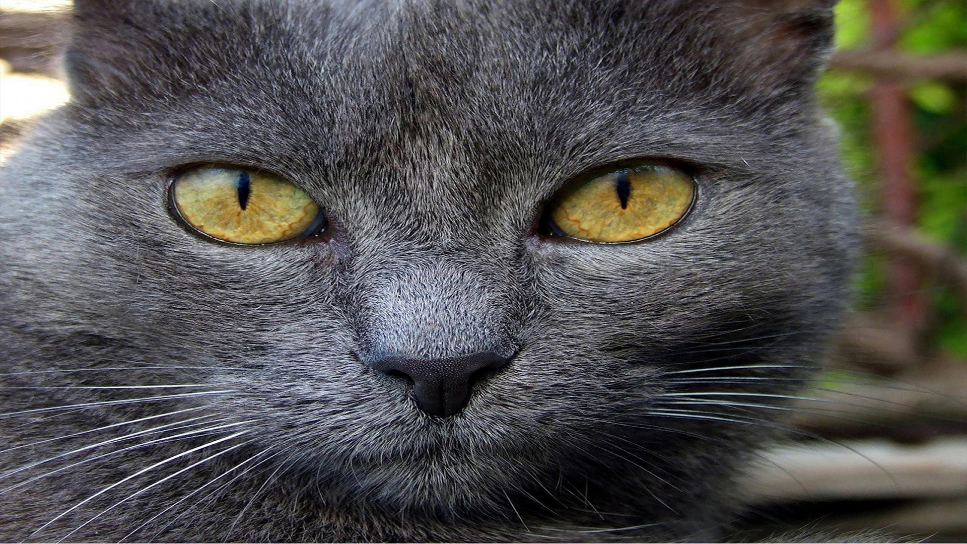 Кошка с желтыми глазами порода. Серая кошка с оранжевыми глазами. Серая кошка с желтыми глазами порода. Серый кот с оранжевыми глазами. Серый кот с желтыми глазами.