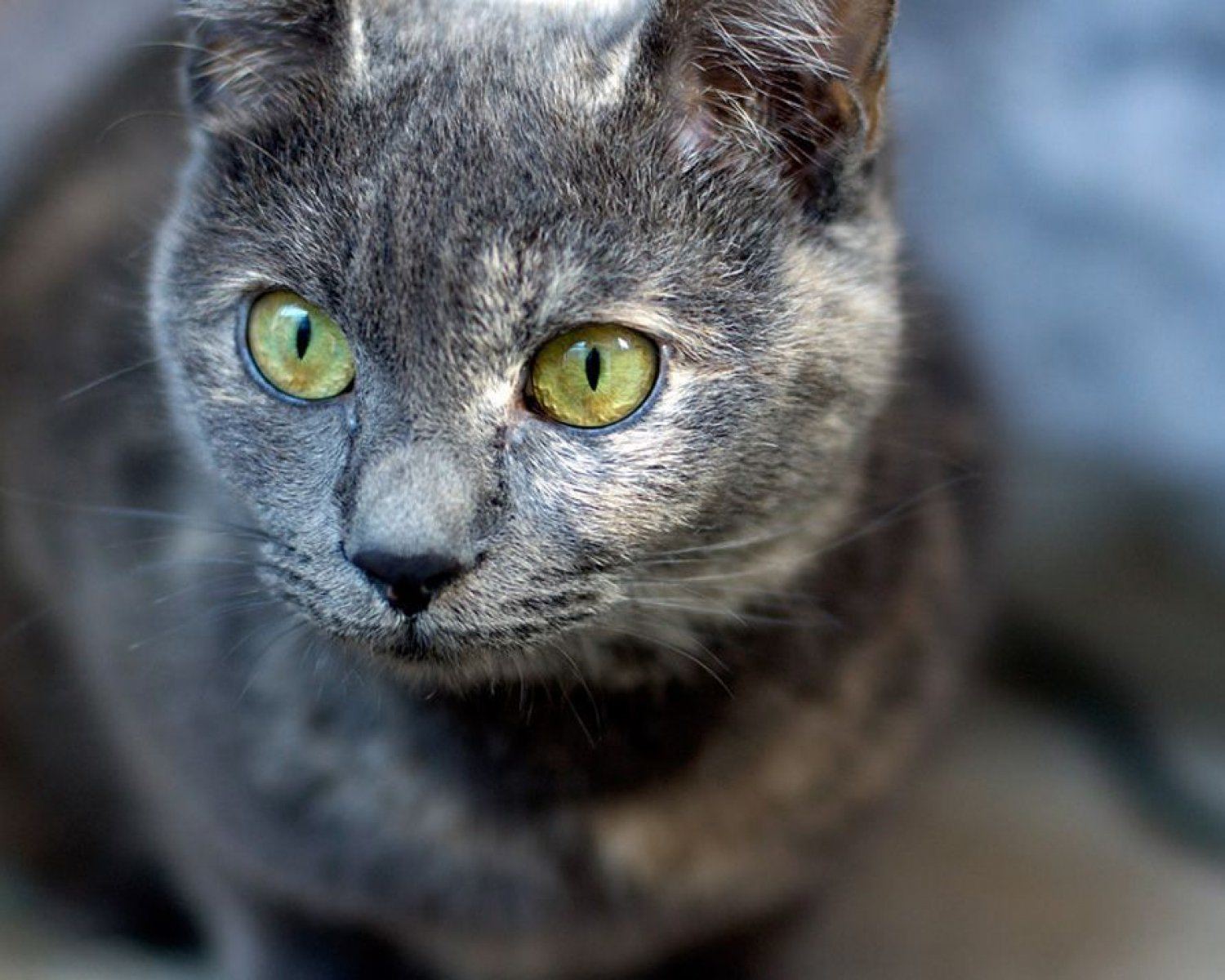 Порода серой кошки с серыми глазами. Кошка Сибирская голубая гладкошерстная. Кошка серая. Серая кошка с зелеными глазами. Кошка с желтыми глазами.