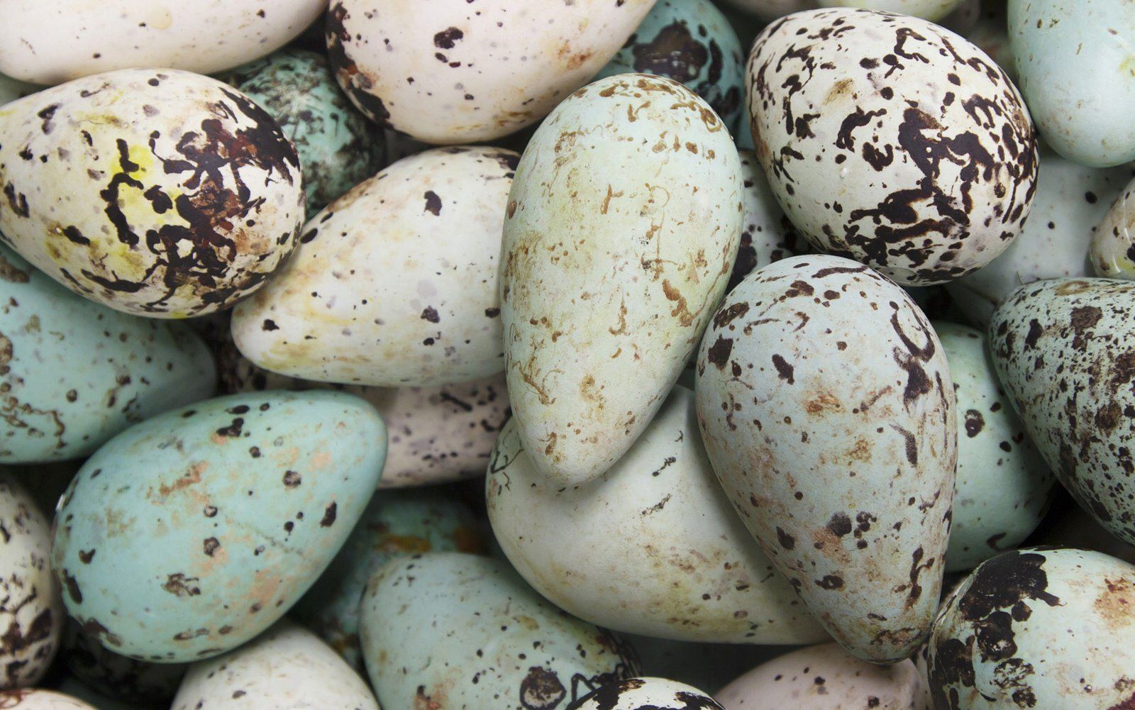Animal яйцо. Птичьи яйца. Необычные птичьи яйца. Форма яиц птиц. Самые красивые яйца птиц.