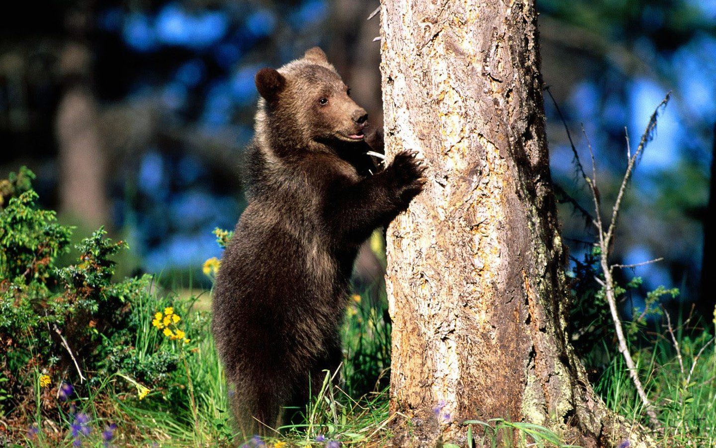 фото сказочного медведя
