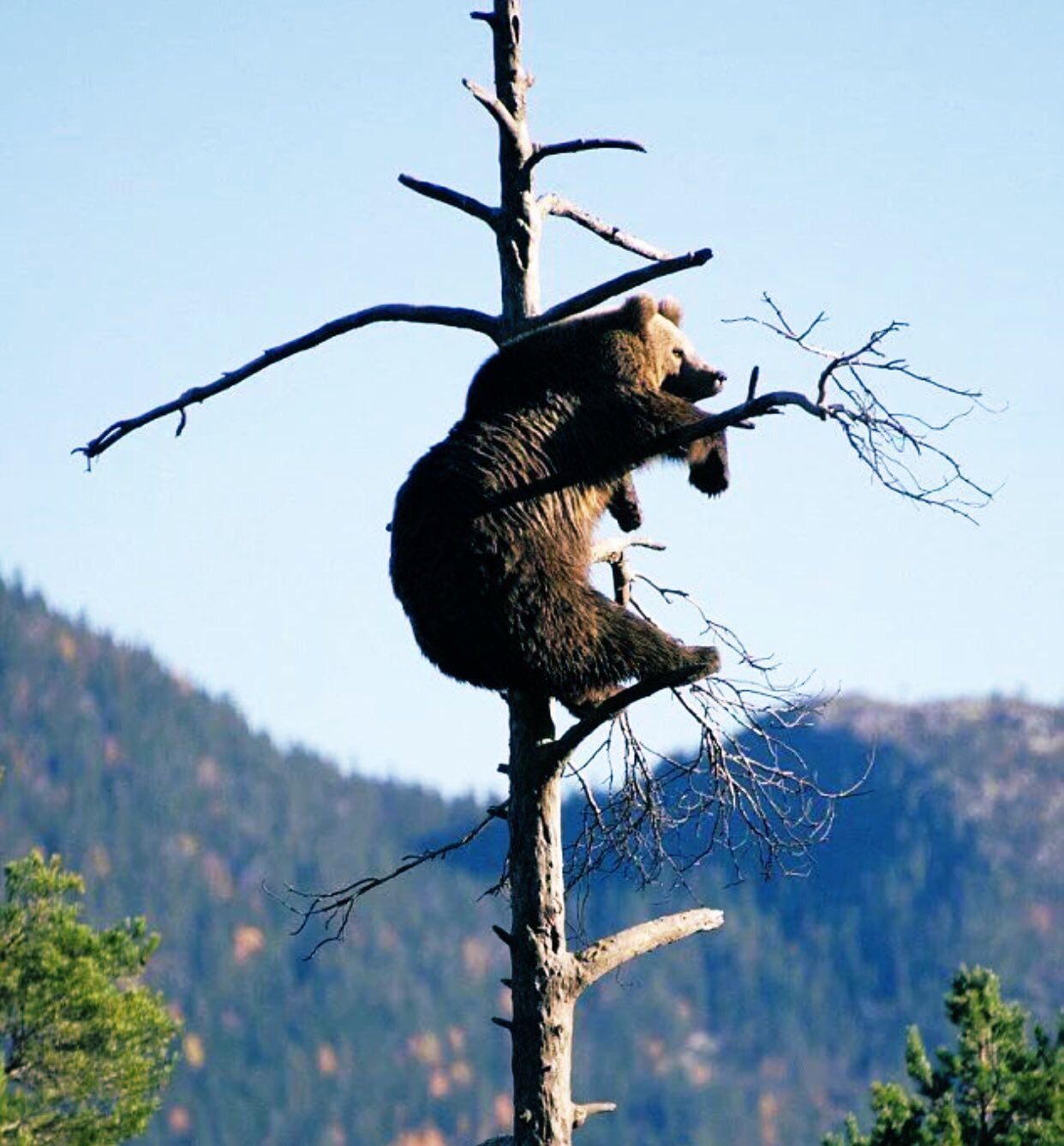 Взбирается по березке. Медведь на дереве. Медведь лазит по деревьям. Медведь залез на дерево. Медвежонок на дереве.
