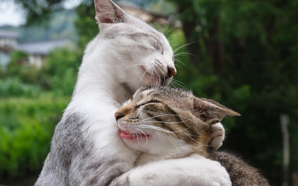 Кот обнимает кошку