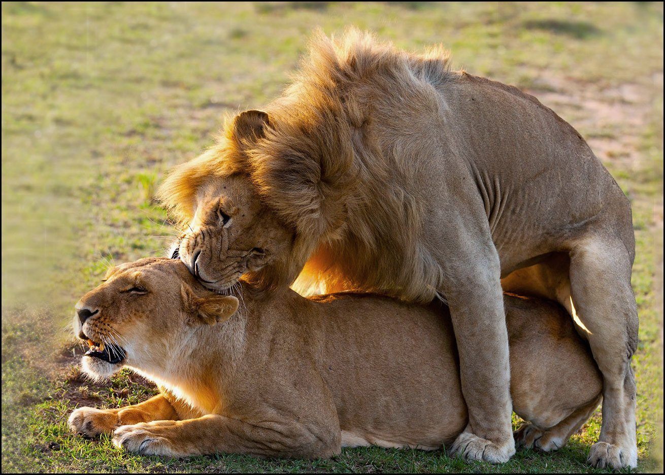 Любовный лев неделя. Львы страсть. Лев и львица. Львы любовь. Животные парочки.