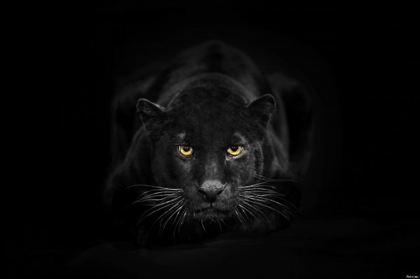 Пантера на черном фоне обои