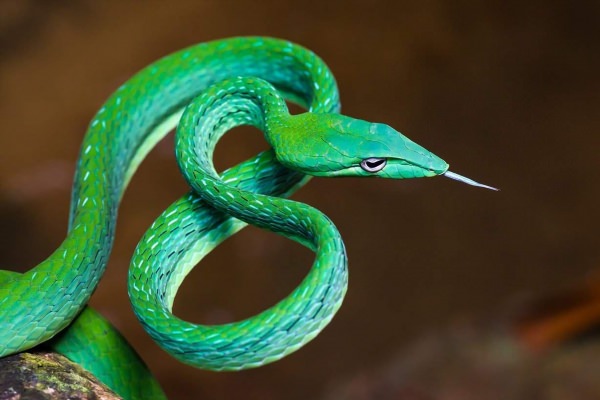 Самые необычные змеи
