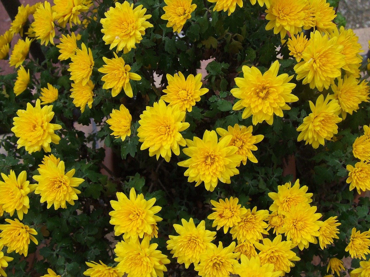 хризантема балтика желтая фото
