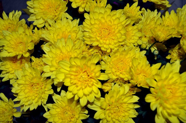 Дубки желтые цветы