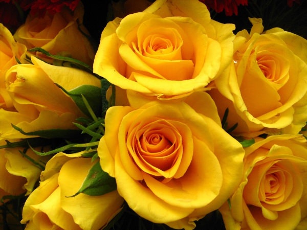 Желтые розы с красной каймой