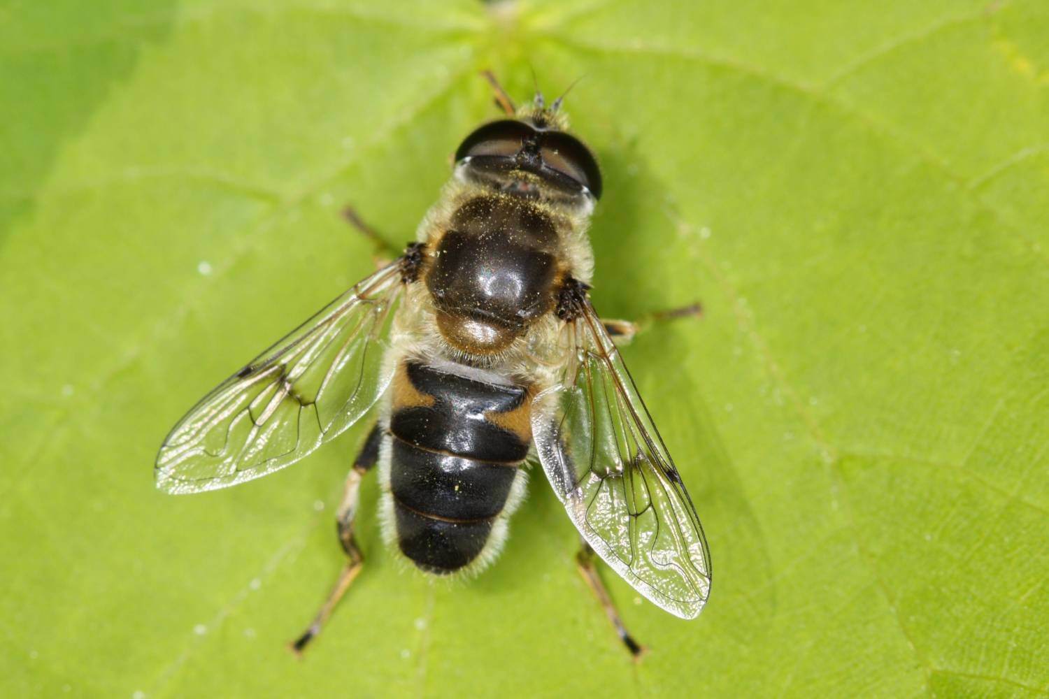 Муха журчалка пчеловидка. Личинка мухи пчеловидки. Личинка мухи журчалки. Муха Ильница и её личинки. Мухи журчалки виды