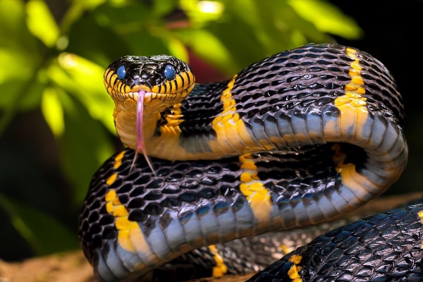 Красота змей