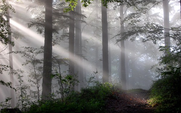 Фреска лес в тумане