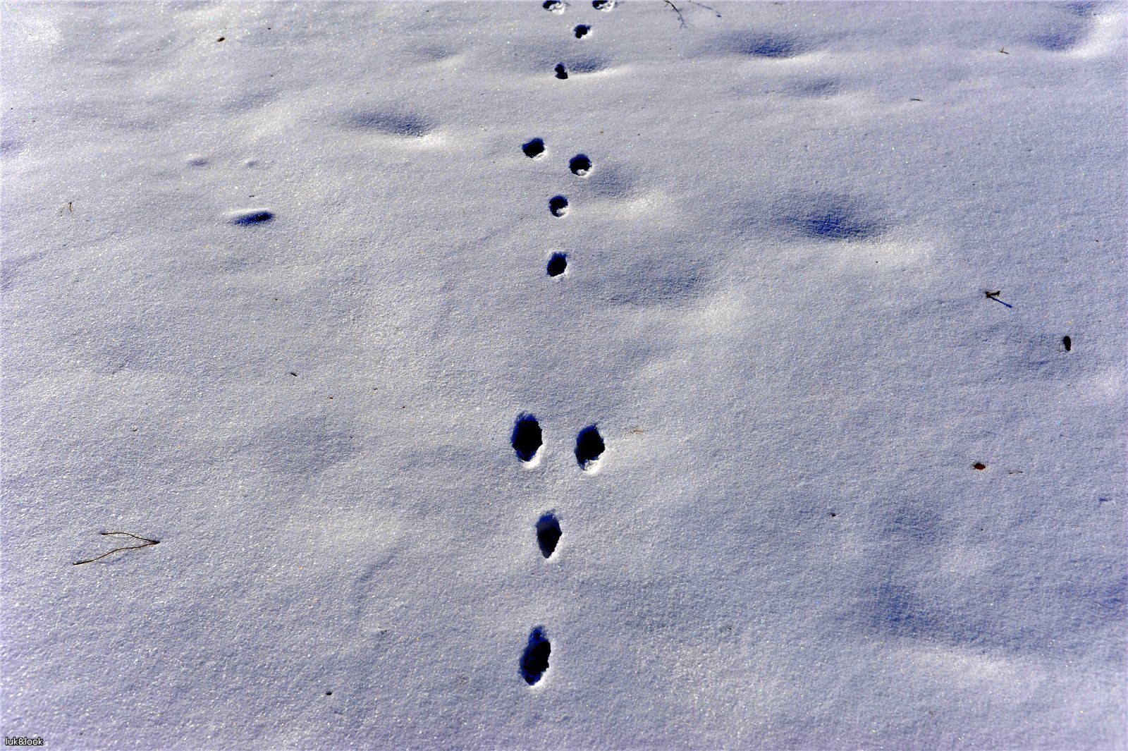 Заячьи и лисьи следы на снегу. Следы зайца русака. Заячьи следы. Следы зайца беляка. Следы зайца русака на снегу.