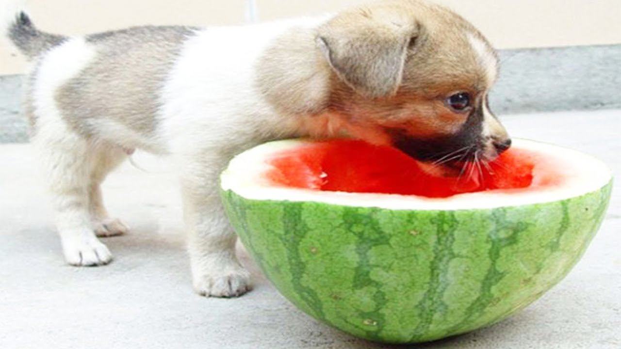 Можно собаке давать фрукты. Собака в арбузе. Собачка ест Арбуз. Животное с арбузом. Собачка с арбузиком.
