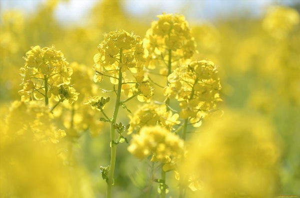 Желтый полевой цветок
