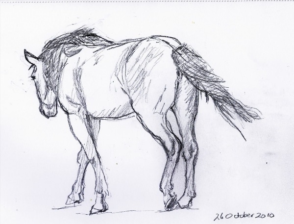 Лошадь сзади рисунок