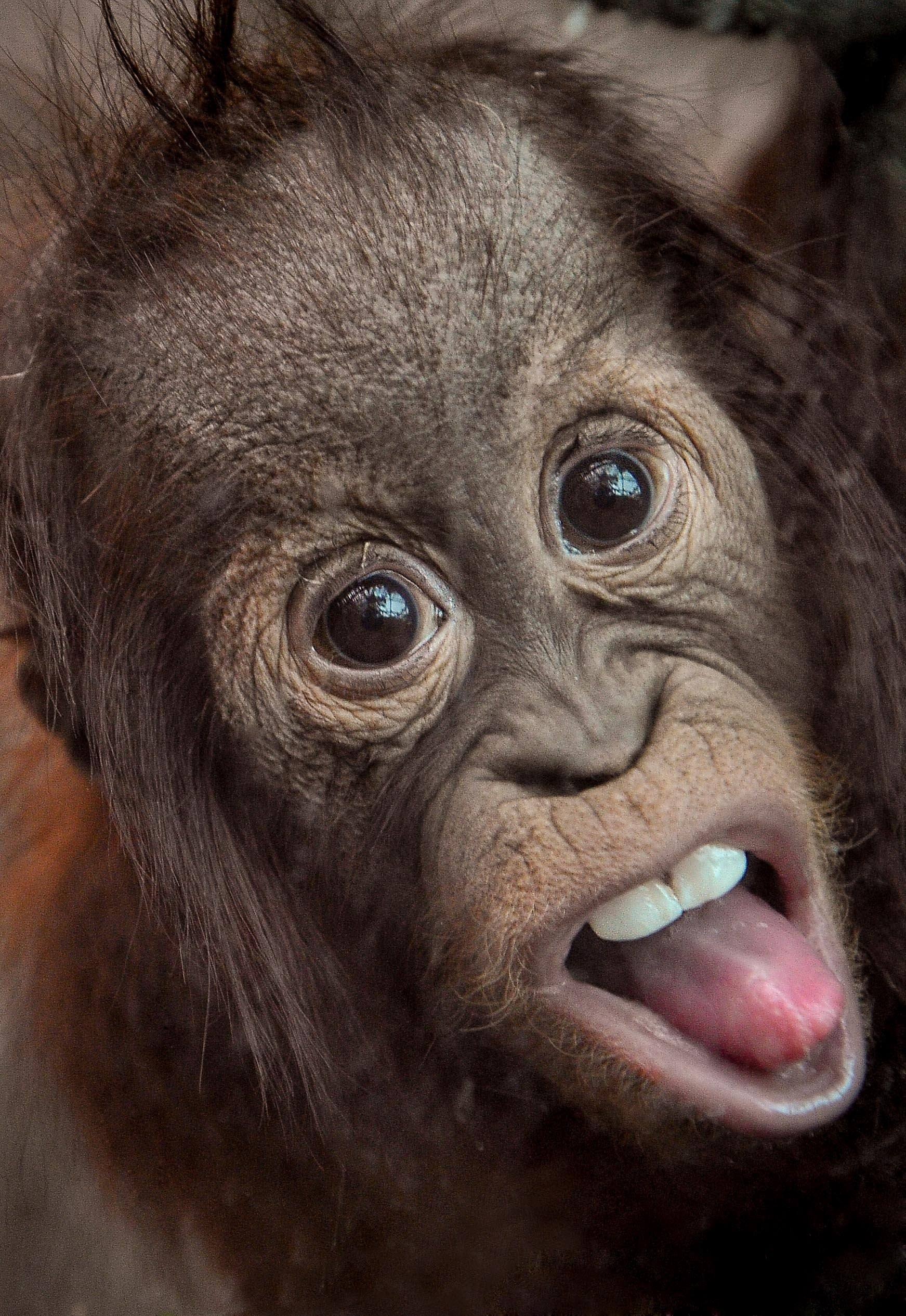 Фото смешных обезьянок