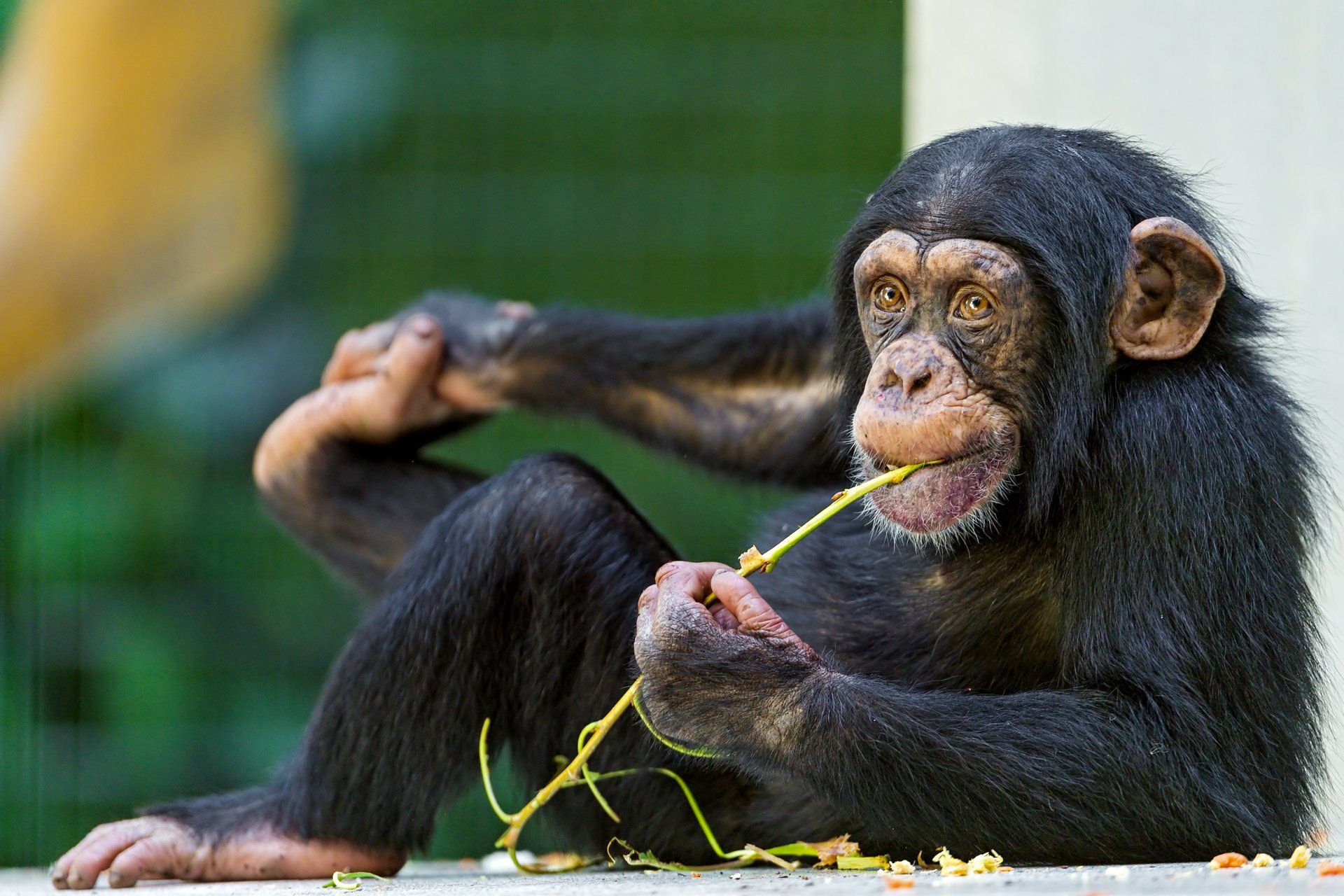 Прикольные Шимпанзе