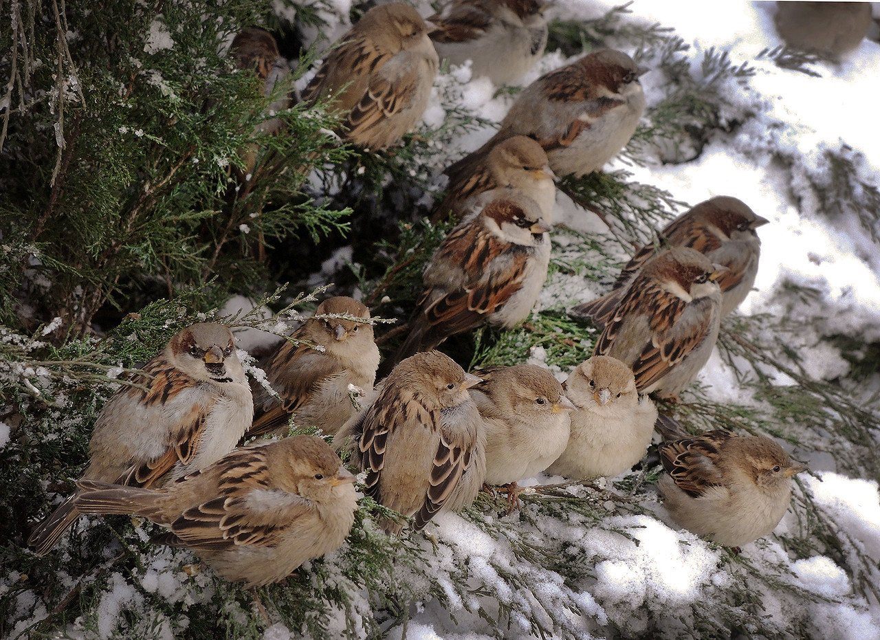 Какие птицы ночуют в снегу. Воробей зимой. Воробушки зимой. Птицы в зимнем лесу. Воробей в лесу.