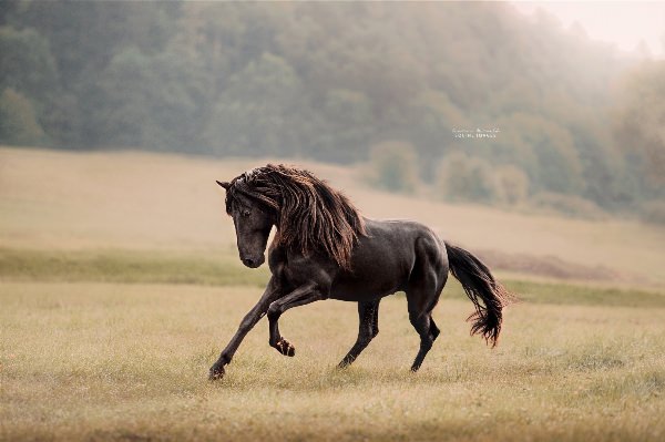 Арабатский конь