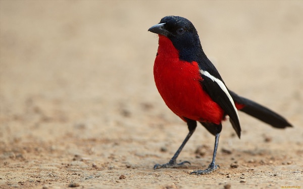 Птица с красной грудкой
