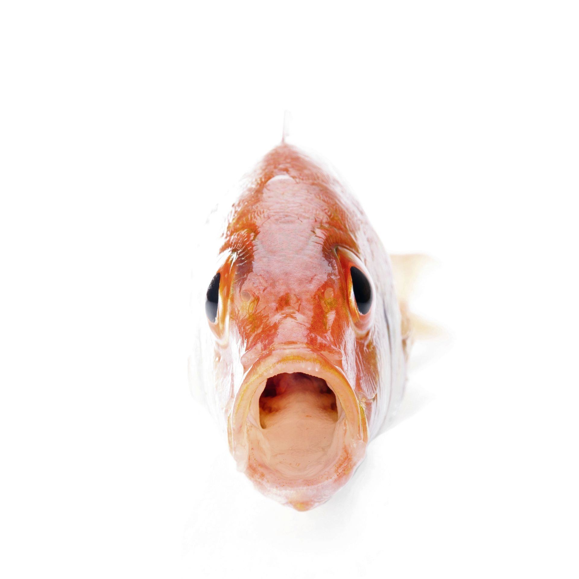 Рыбка открывает рот. Рыба с открытым ртом. Рыба анфас с открытым ртом. Рыба в анфас. Окунь с открытым ртом.