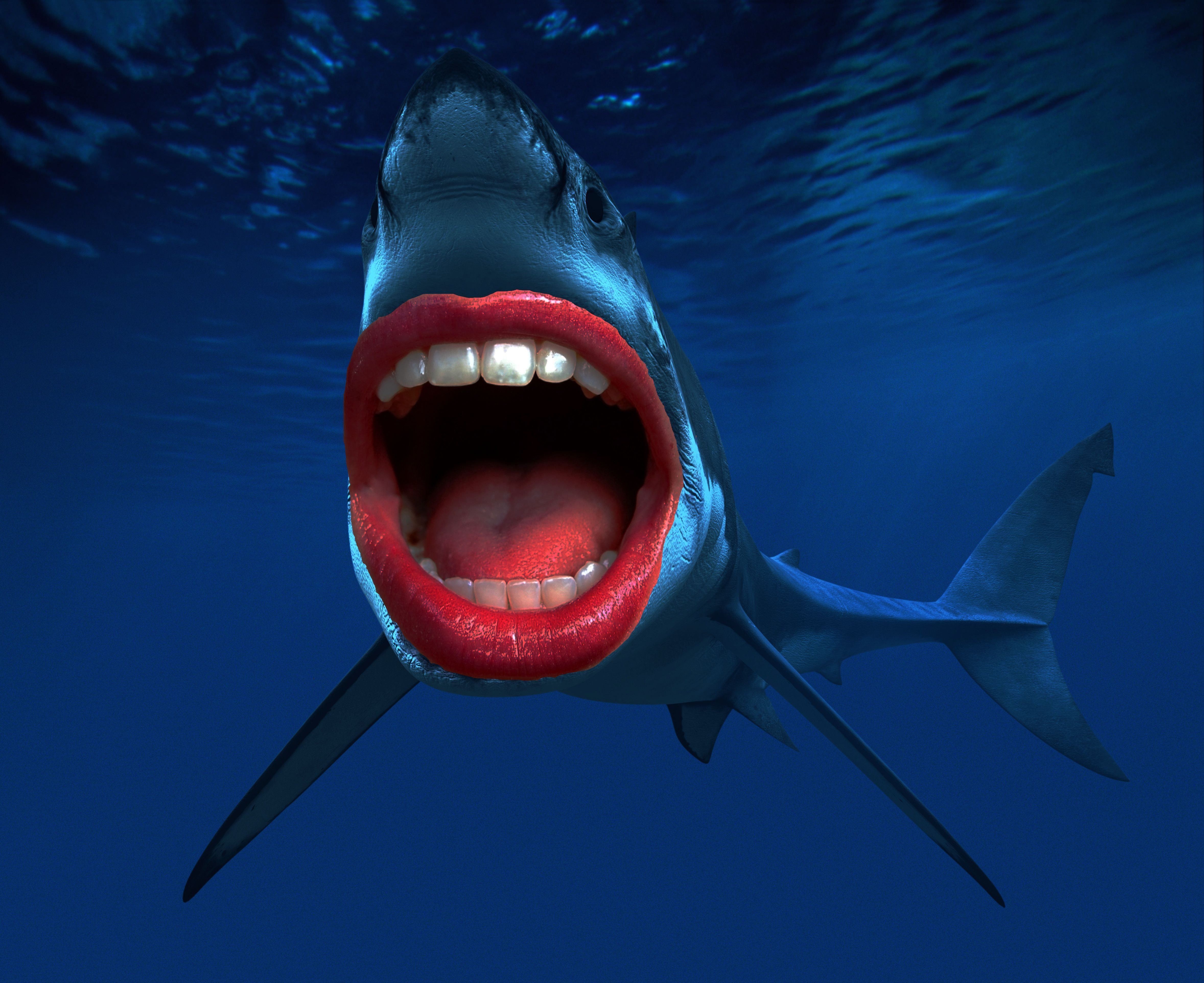 Акула МЕГАЛОДОН. Зуб акулы МЕГАЛОДОН. Акула с открытыми пастью.
