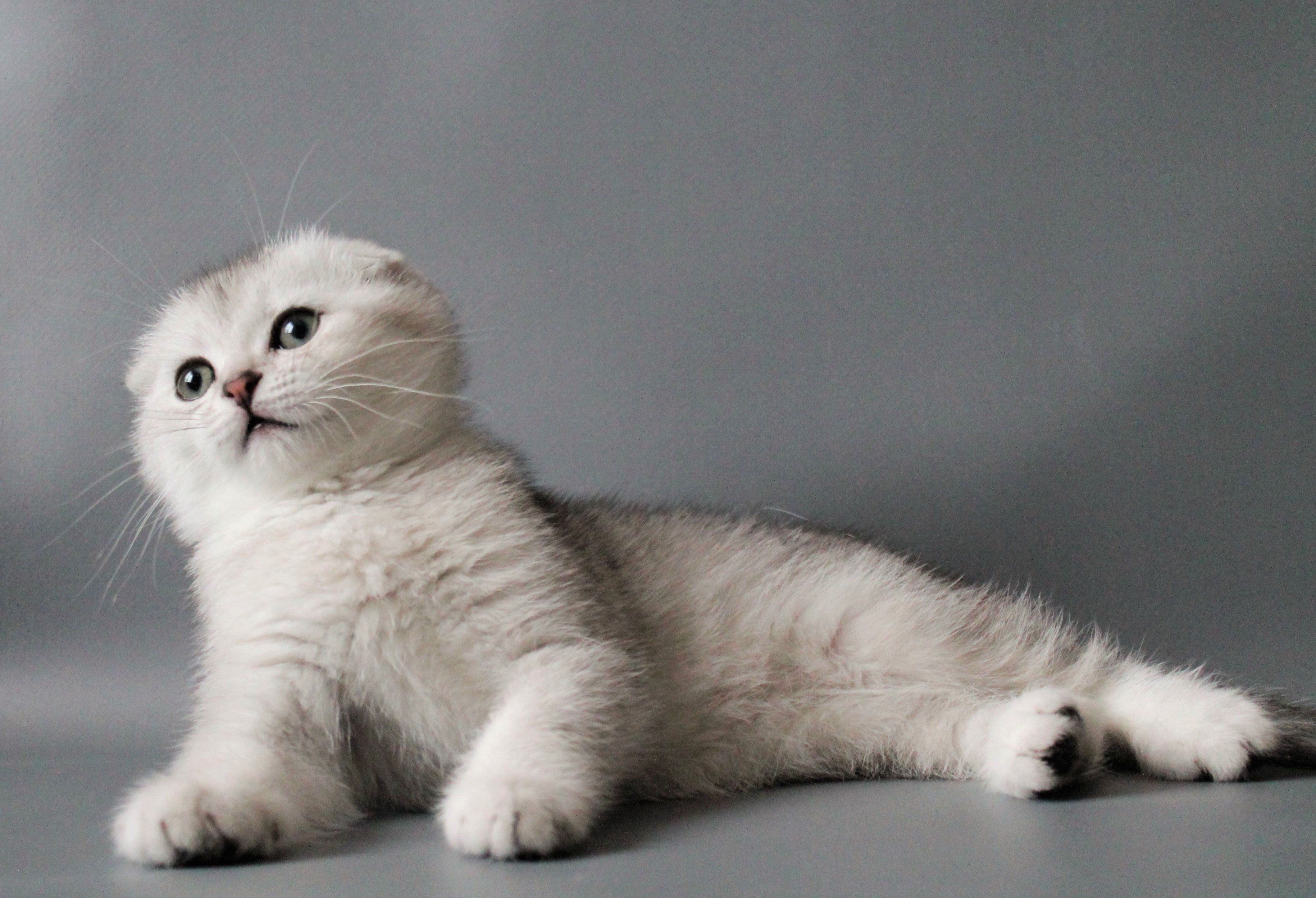 Вислоухая шиншилла кошка. Скоттиш-фолд Шотландская вислоухая кошка белый. Шотландская вислоухая кошка белая. Шотландская вислоухая шиншилла. Шотландская вислоухая кошка шиншилла.